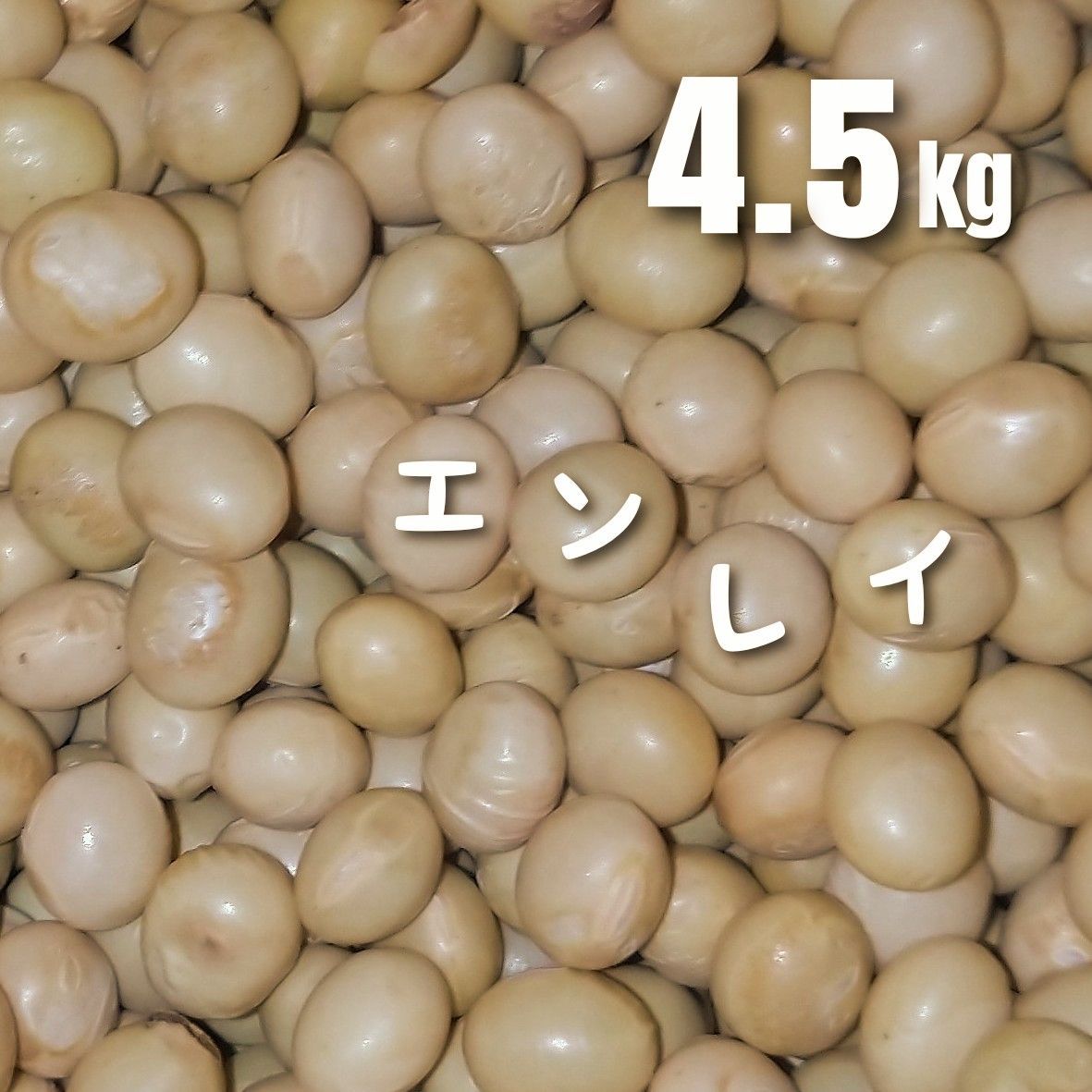 令和6年国産 大豆  [4.5kg]  新潟県産