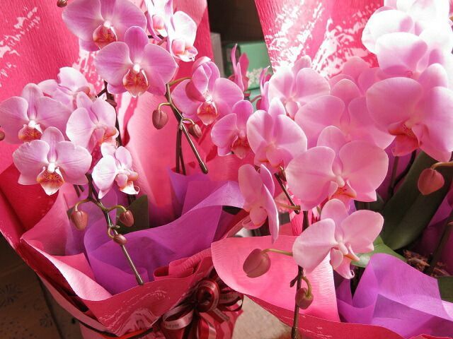 母の日 プレゼント 胡蝶蘭 鉢植え ◆母の日ギフト 花鉢 かわいい胡蝶蘭 USTAUSTRALIA_COM_AU