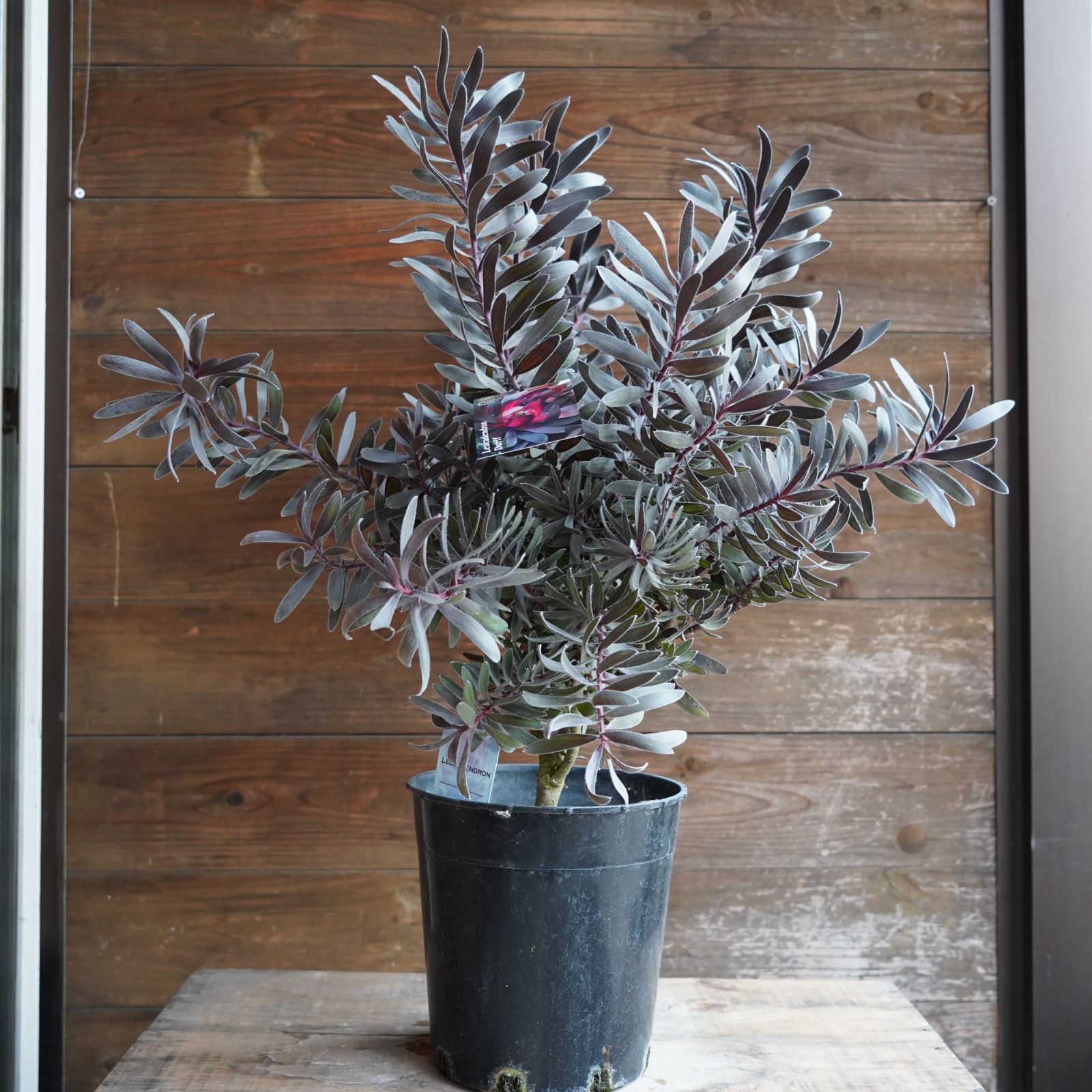 リューカデンドロン デュリフ① 特大株 オージープランツ リューカ