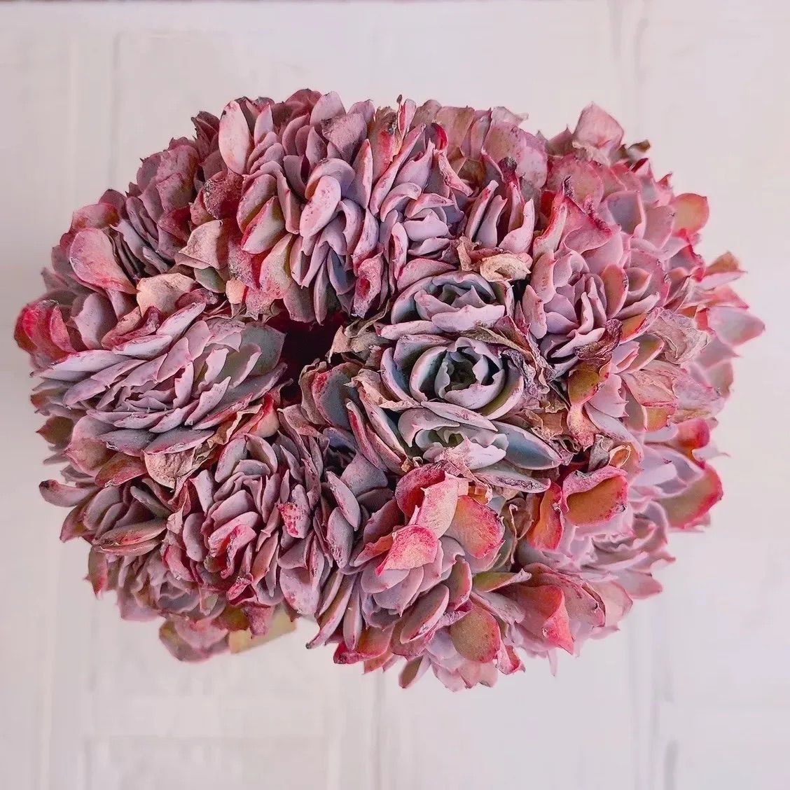 フィレンツェ多肉植物 韓国苗 綴化 大❣ レア k - メルカリ