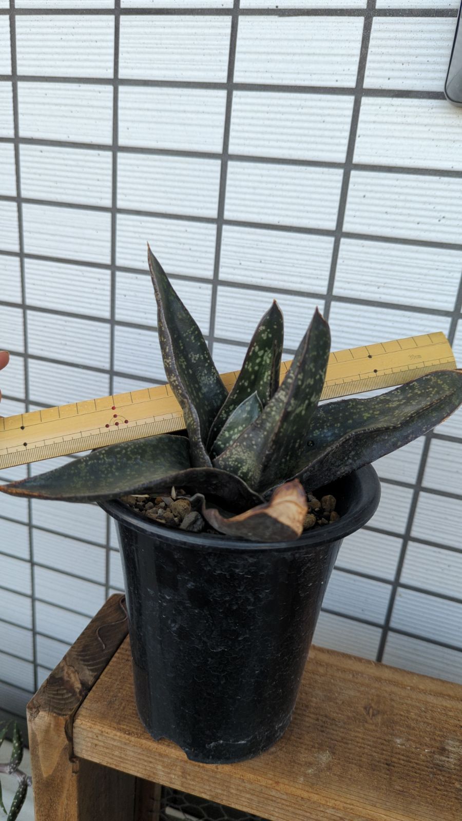 多肉植物 ガステリア beckeri 聖牛 抜き苗 - メルカリ