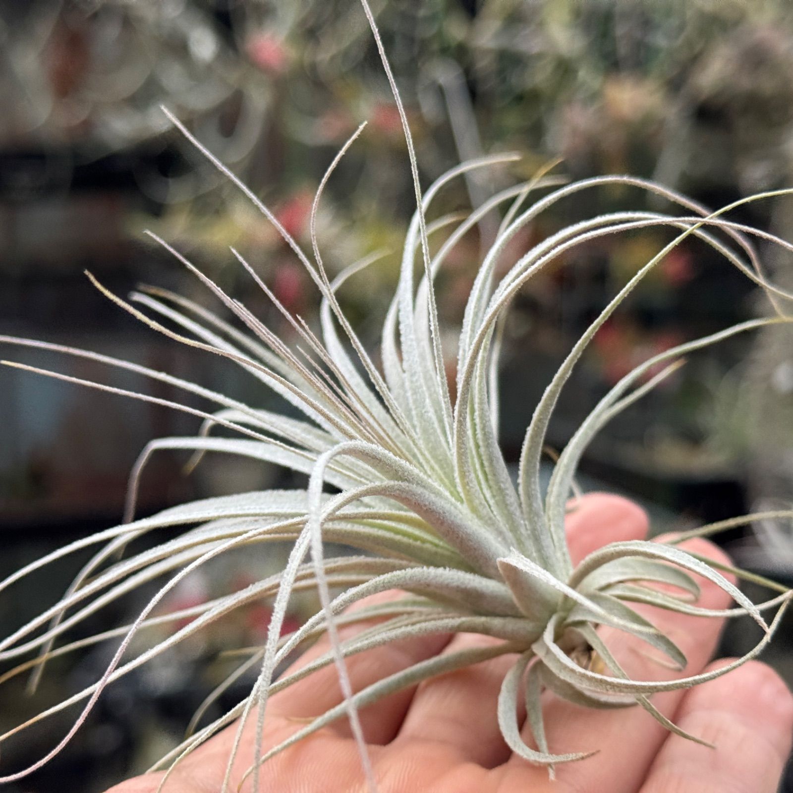 小＊チランジア チャペウエンシス Tillandsia chapeuensis＊エア