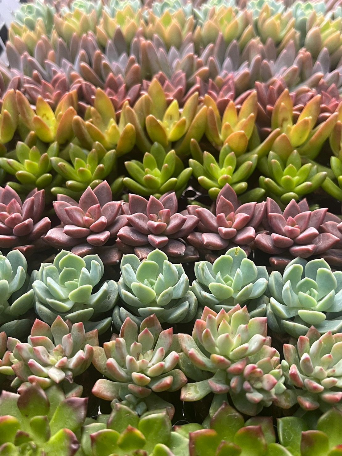 お手入れ簡単！可愛い多肉植物人気品種入りカット苗抜き苗セット