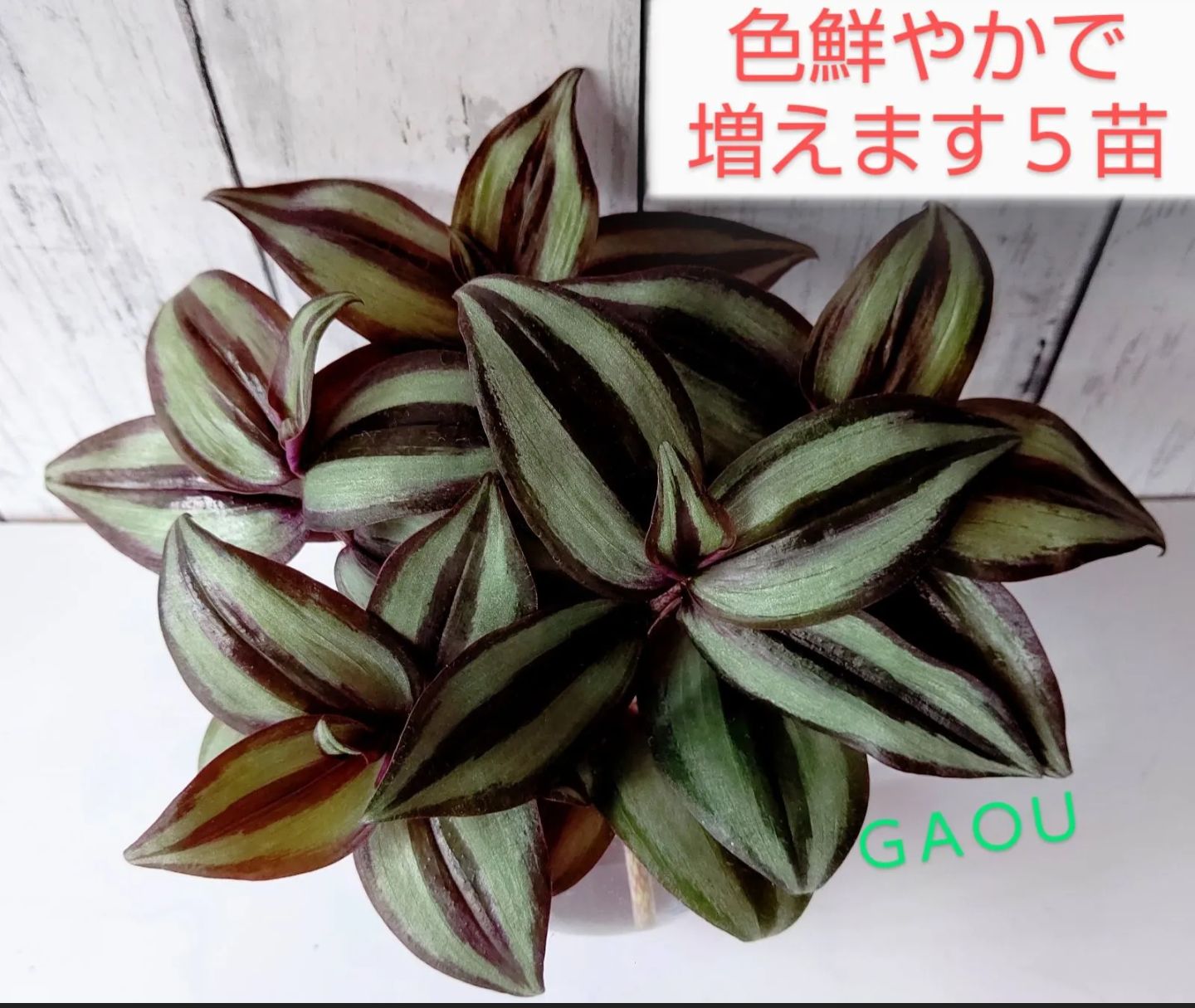 トラディスカンティア セブリナ トラディスカンチア 5苗 - メルカリ