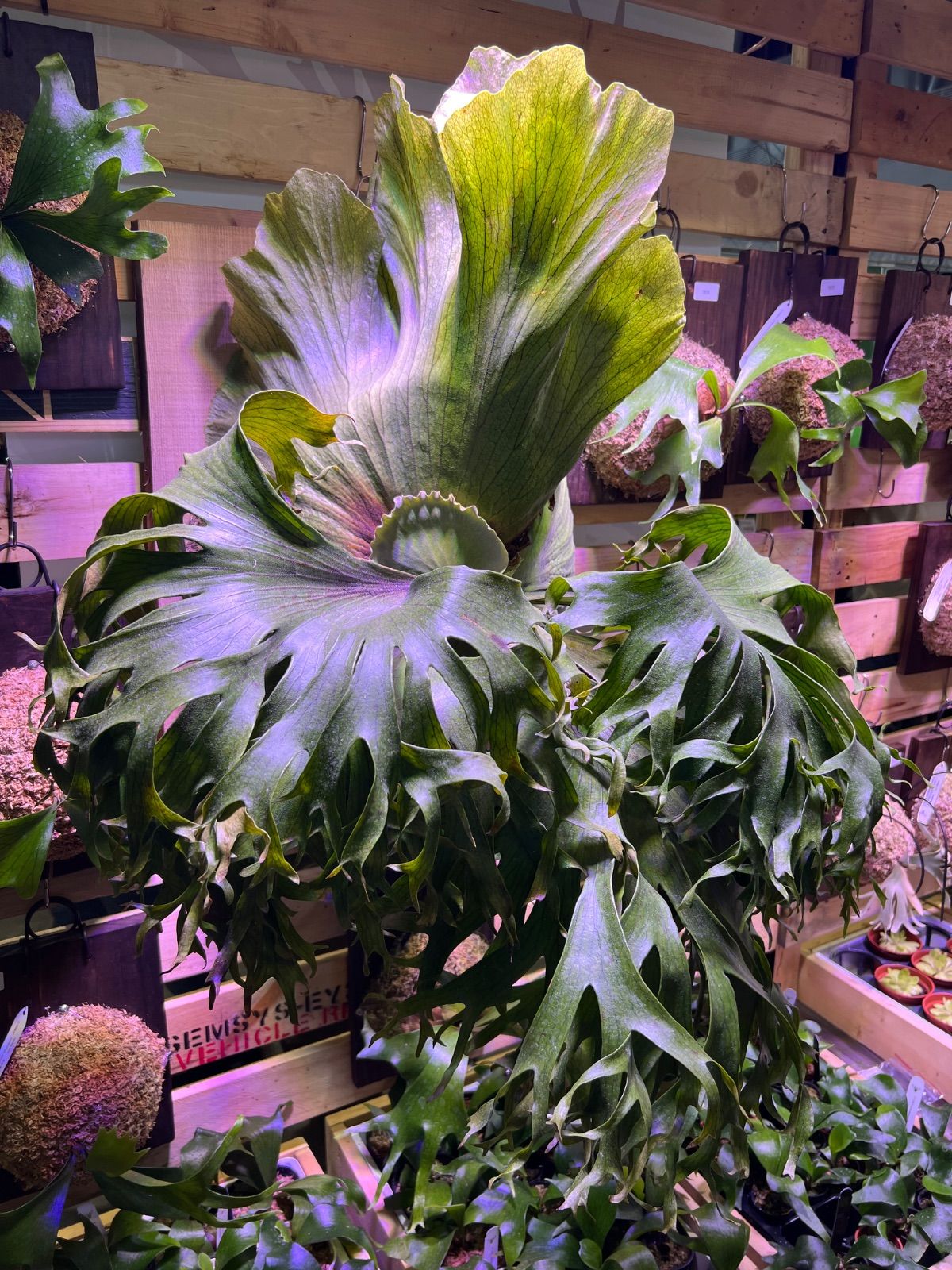 ヒロ　ビカクシダP.‘Flamenco' P. Flamenco（hillii x coronarium）TC ビカクシダ - メルカリ