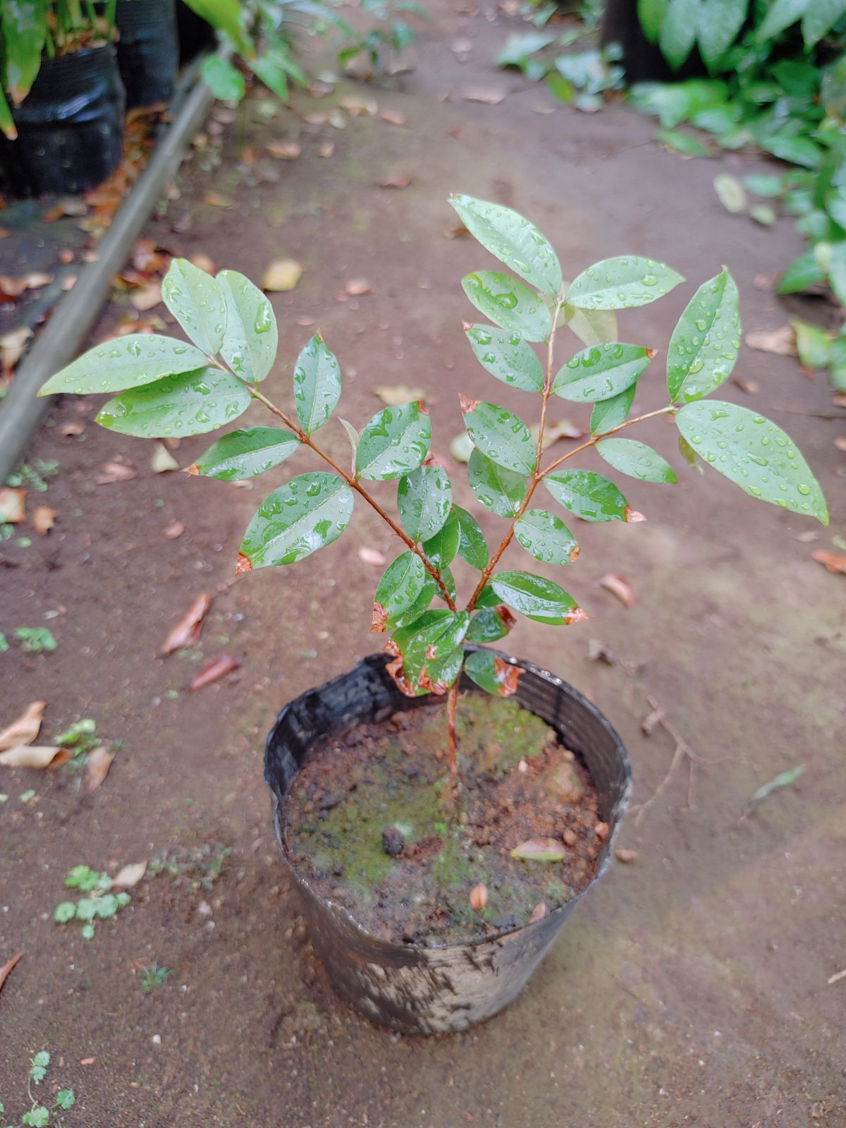 50 Off アシタバ 抜き苗です Productor Com Uy