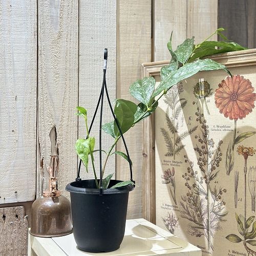観葉植物 観葉植物 ホヤ(サクララン) キスティアンサ スプラッシュ 4号