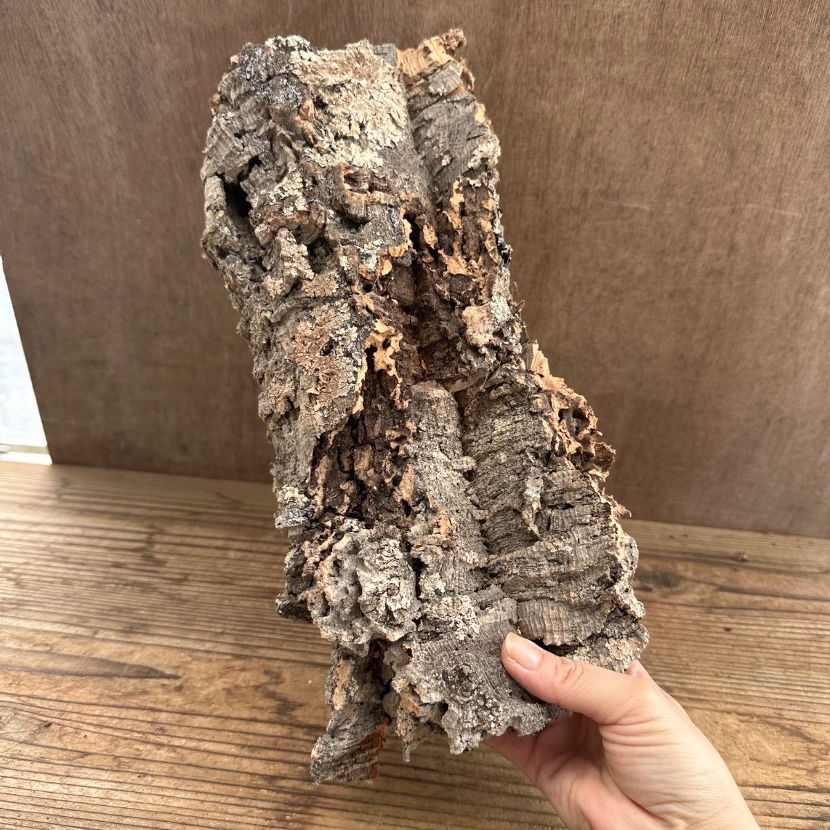 塊根 コーデックス