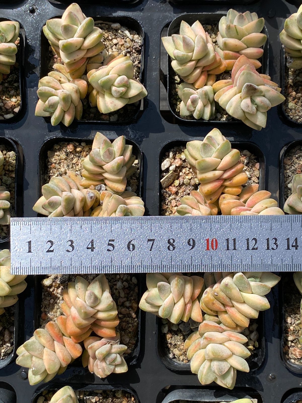 50株の抜き苗セット 紀の川錦 多肉植物 佐川急便発送 エケベリア 韓国苗 ZM1760