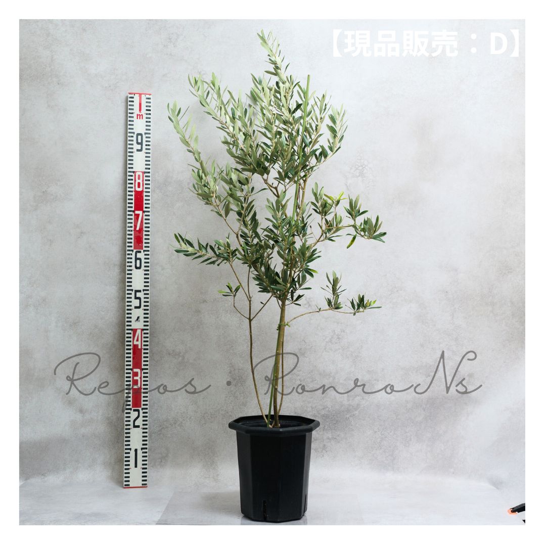 オリーブ ：アルベキーナ【現品販売：D】（ 7号）希少品種 アルベキナ