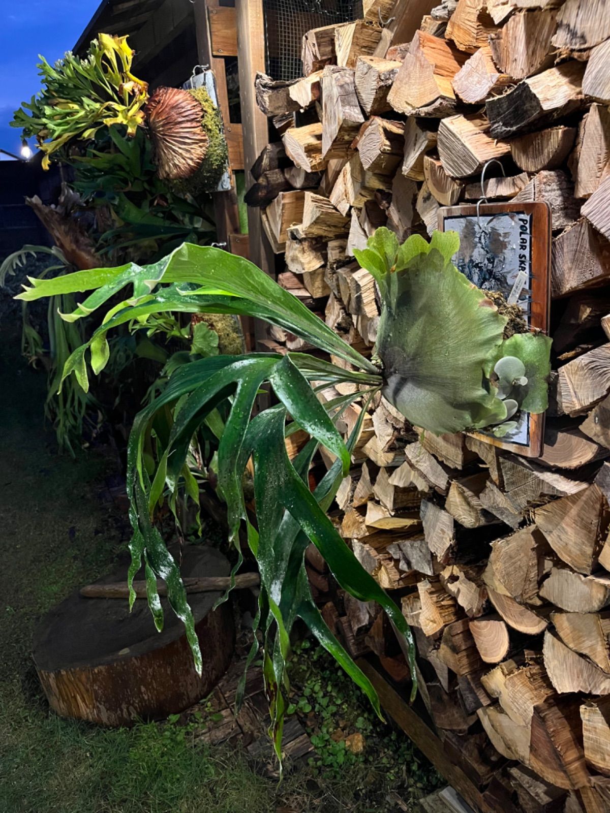 ビカクシダ【P.Mt lewis マウントルイス スケートボード 子株 株分け