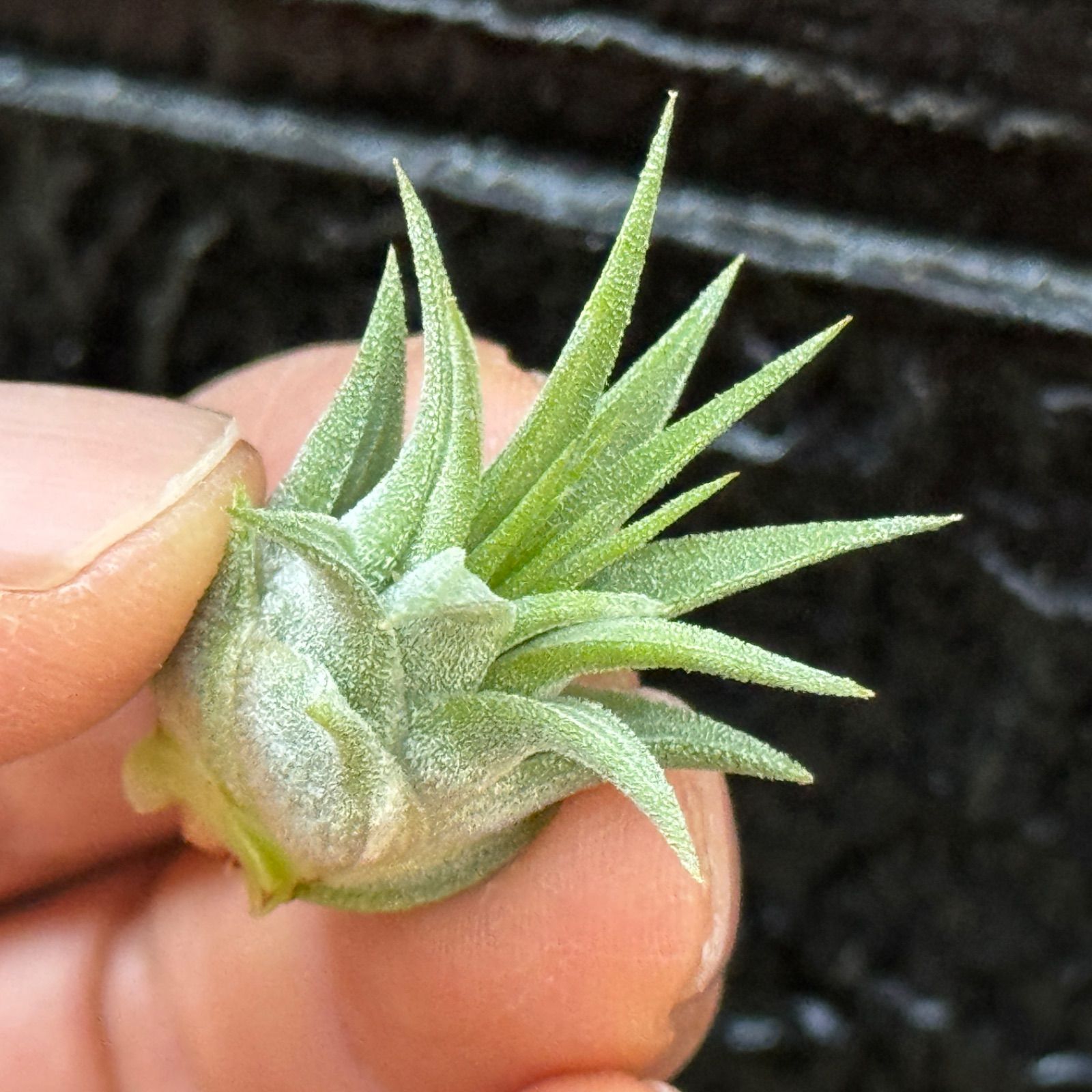 New!＊子株＊ チランジア イオナンタ ファイヤーボール Tillandsia 
