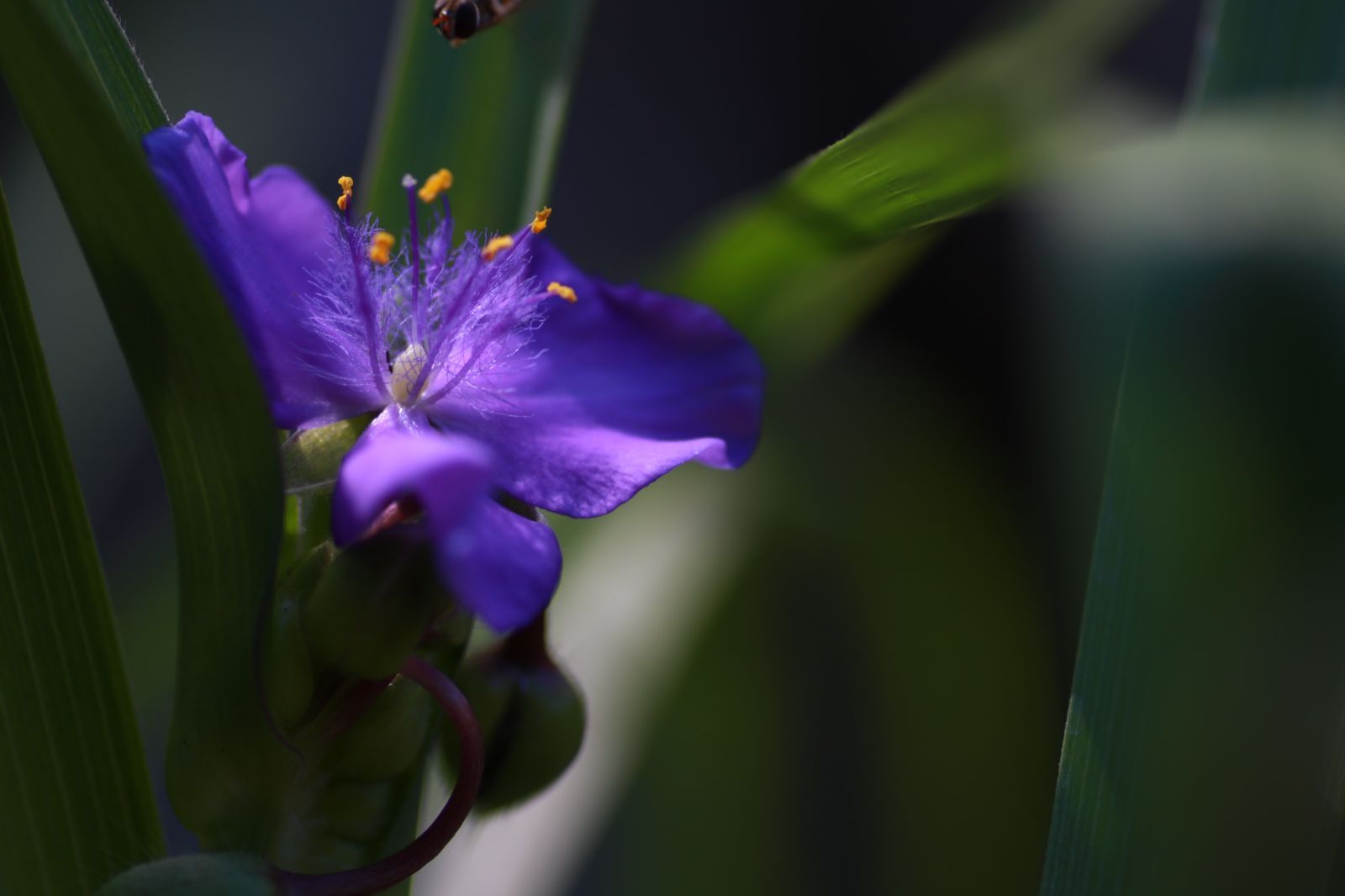 TAMRON SP 90mm F2.8 Di Macro 1:1/Model 272E [キヤノンEF用