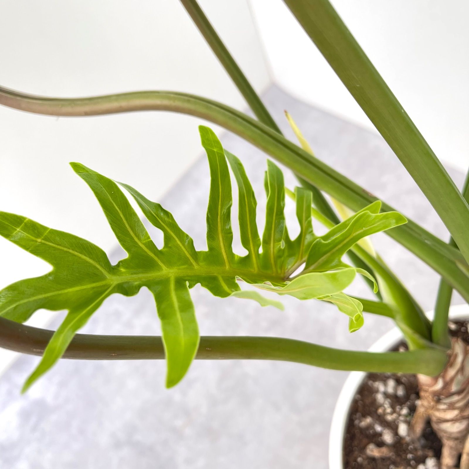 観葉植物
