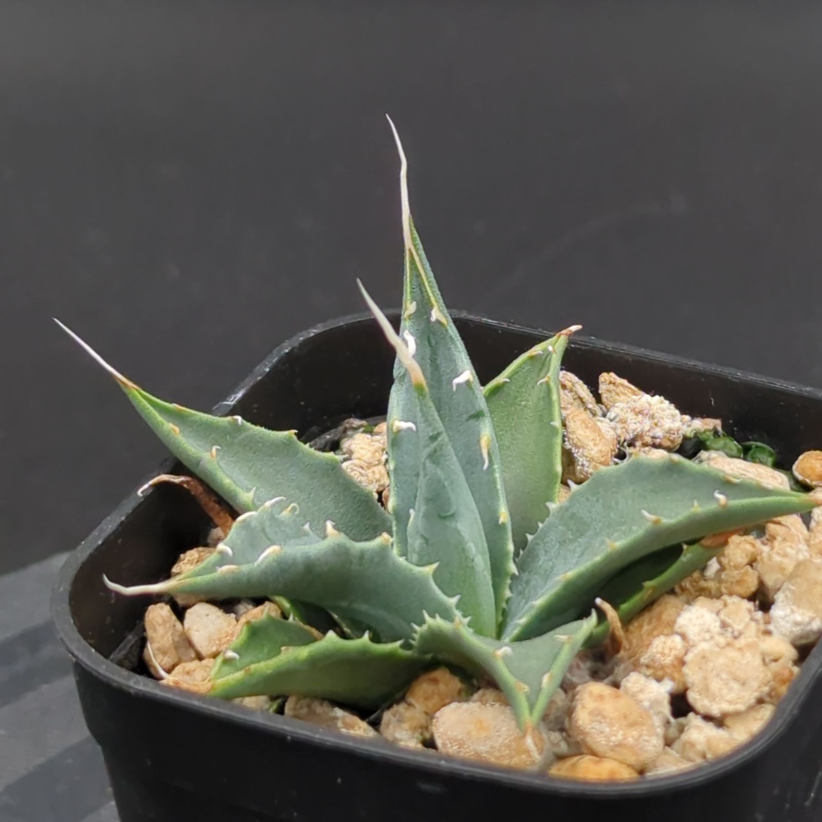 アガベ　エボリスピナutahensis var. eborispina 発根済 アガベ ユタエンシス エボリスピナ（（USA株）発根済み