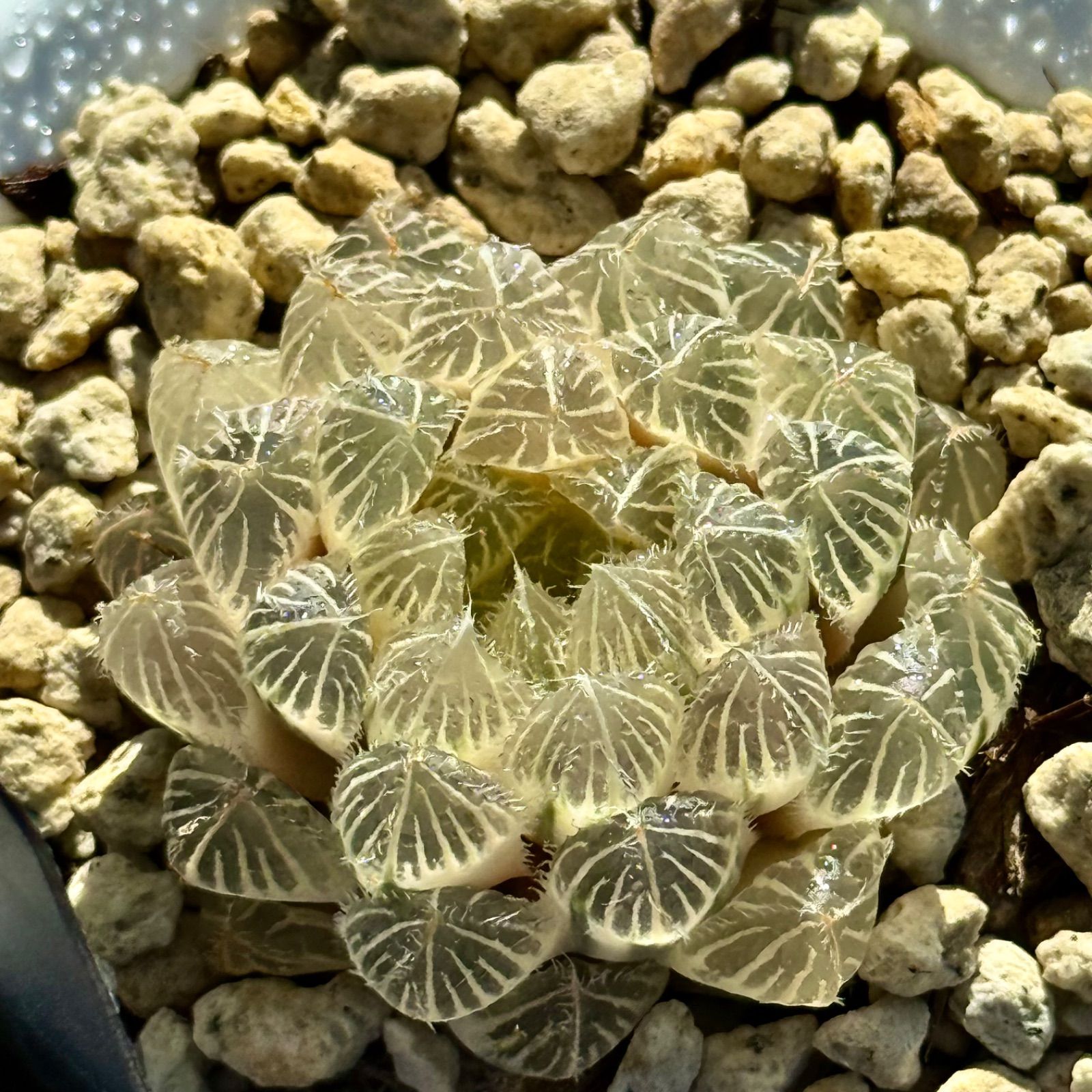 秋祭り オブツーサ錦