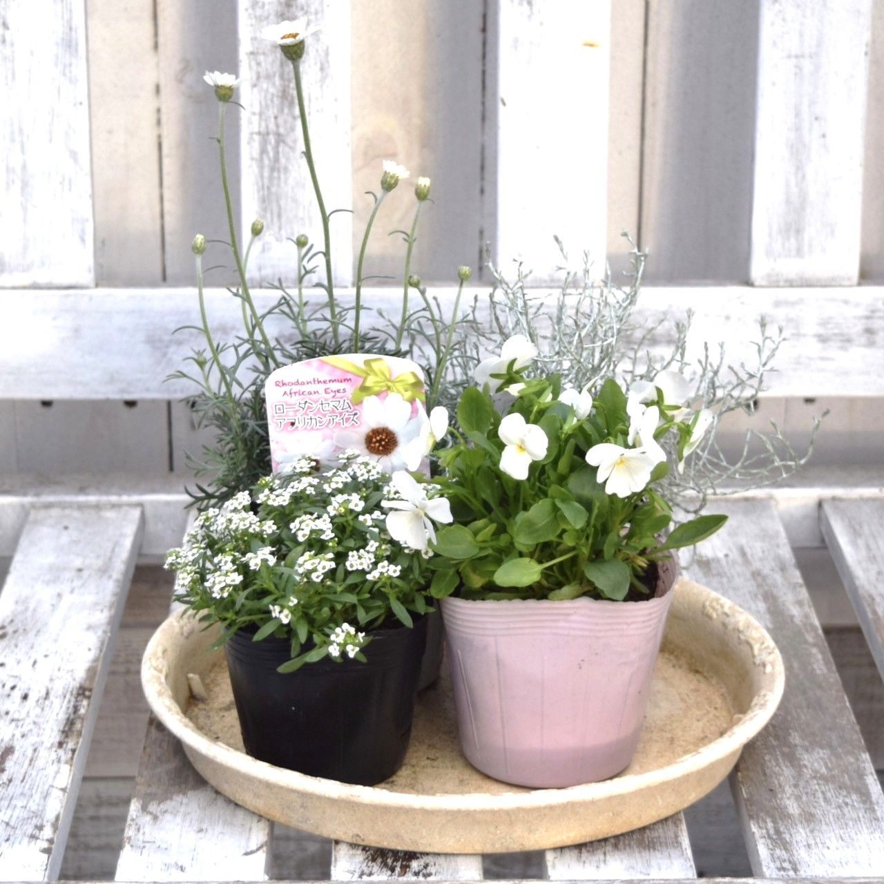 白ビオラ」のピュアホワイト寄せ植え ※寄せ植えセット 花苗 寄せ植え