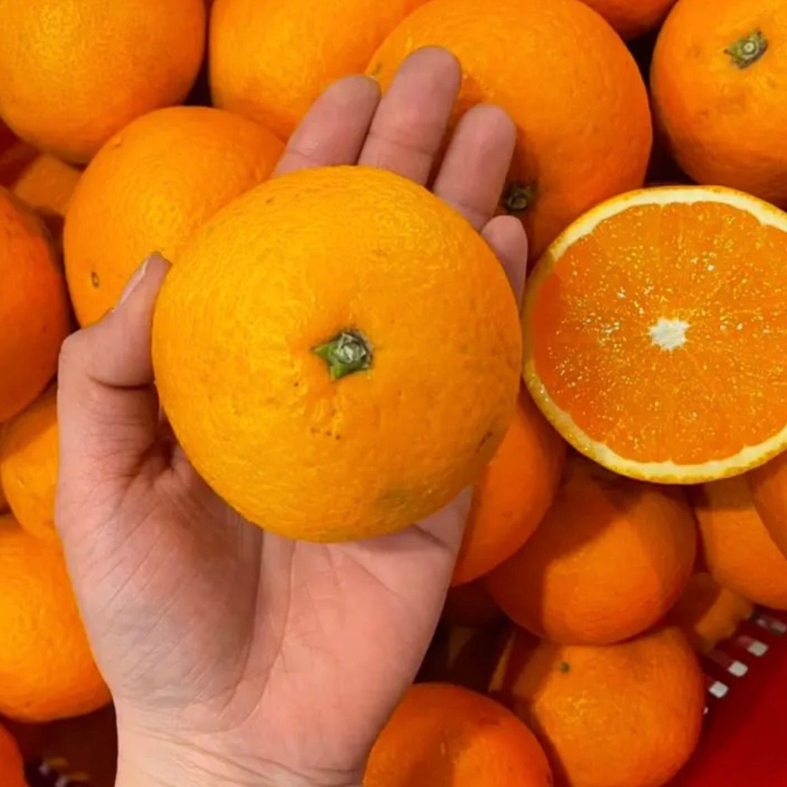 清見オレンジ　10kg-2