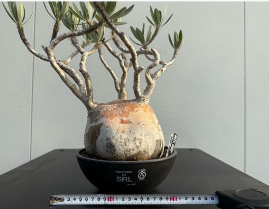 パキポディウム　グラキリス　まん丸型　鉢付き　塊根植物 我が家の塊根植物🪴 パキポディウムグラキリス ベアルート株