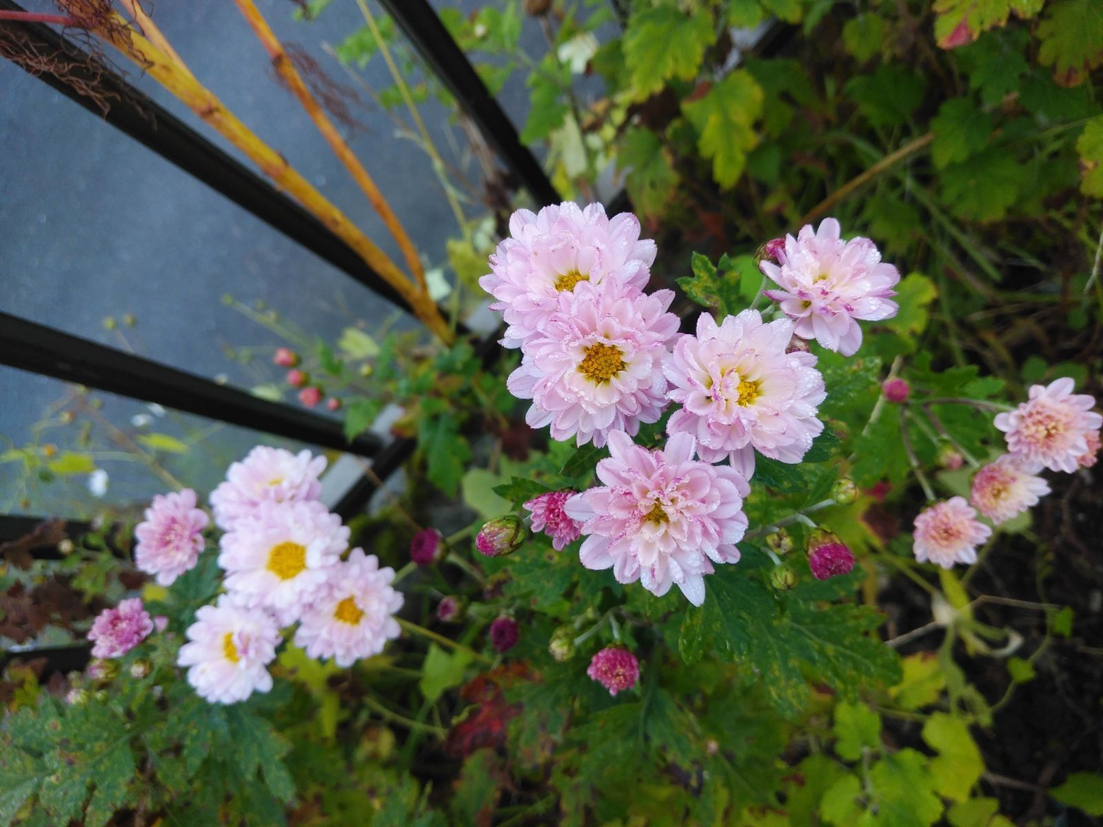 菊 ピンク 抜き苗 - メルカリ