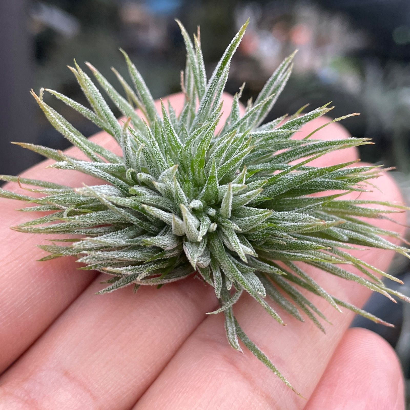 チランジア イオナンタ モンストローズ Tillandsia ionantha Monstrose 