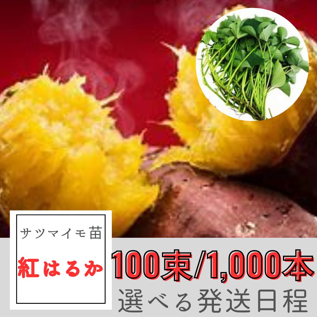 サツマイモ苗 紅はるか 100束|1000本