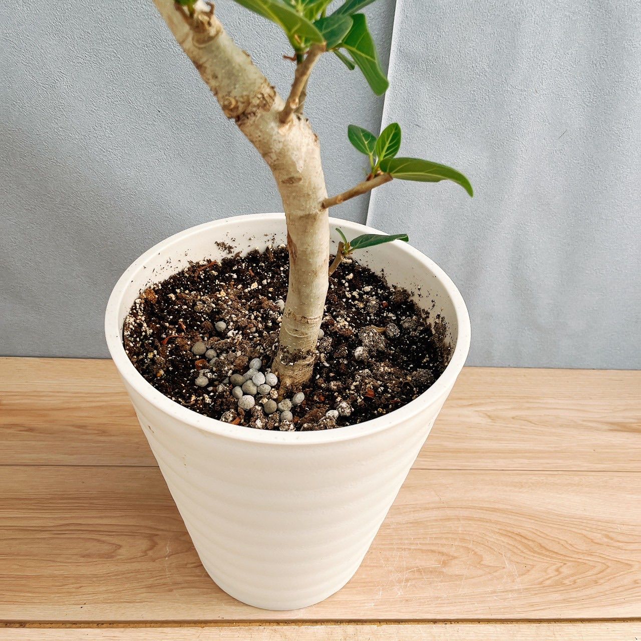 観葉植物 室内