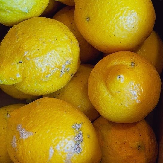 農薬不使用レモン 約2kg 片浦産 産地直送 送料込み