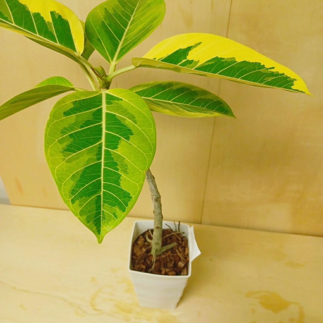 現品］13番 フィカス アルテシマ 曲がり 8号 観葉植物 おしゃれ