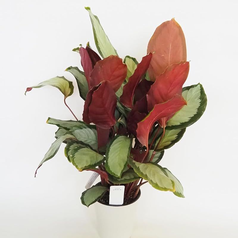 ＩＴＡＮＳＥ カラテア ピクツラータ 5号 1個売り 品種で選べる観葉植物 学名 Calathea Picturata クズウコン科 多年草 原産地 中南米●葉の中央に銀白色の斑が入り 両サイドが深い緑色になる独特のコントラストが特徴です 落ち着