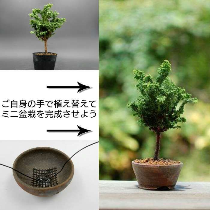 斑入り五葉松 花火