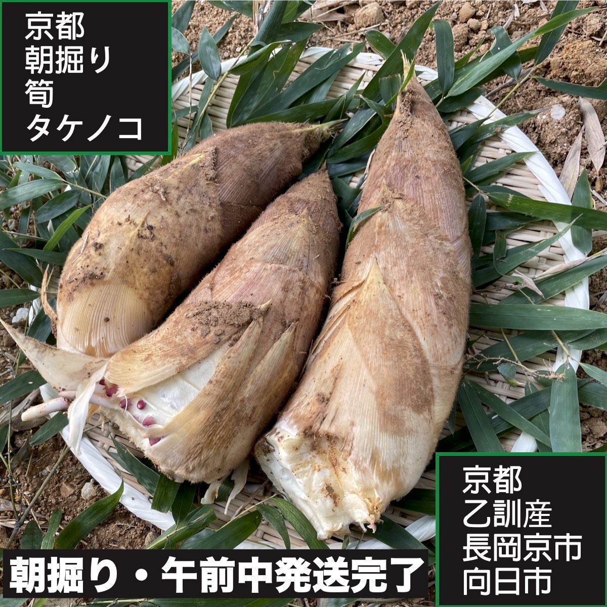 鳥取県産 白ネギ 15kg 『夏若葱』長ネギ - 野菜