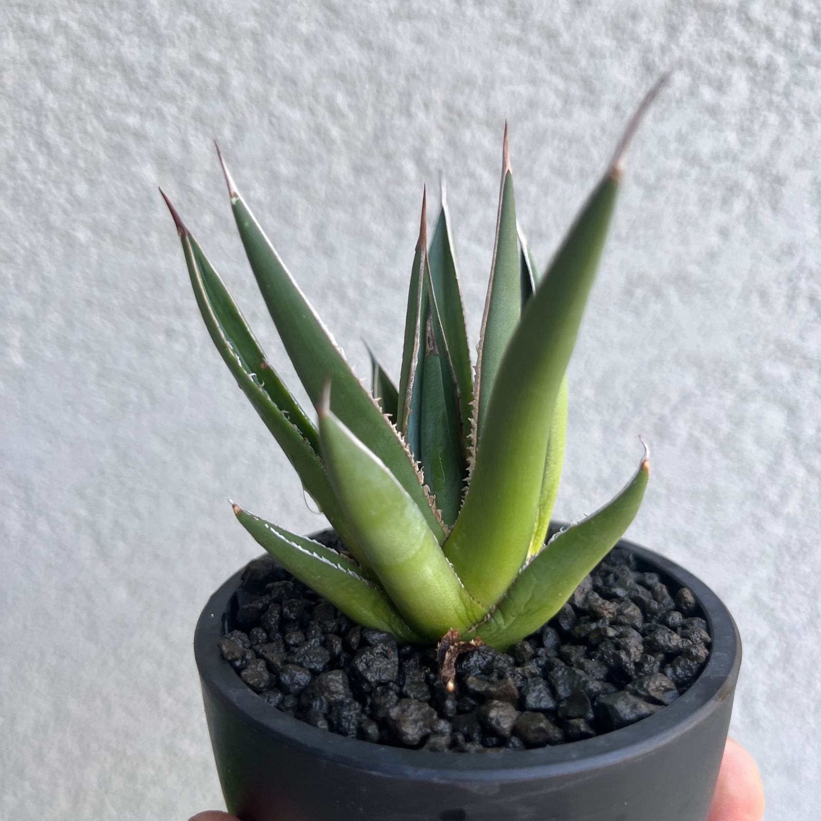 アガベ・ホリダ 実生株3年目｜Agave horrida Seedling46 - メルカリ