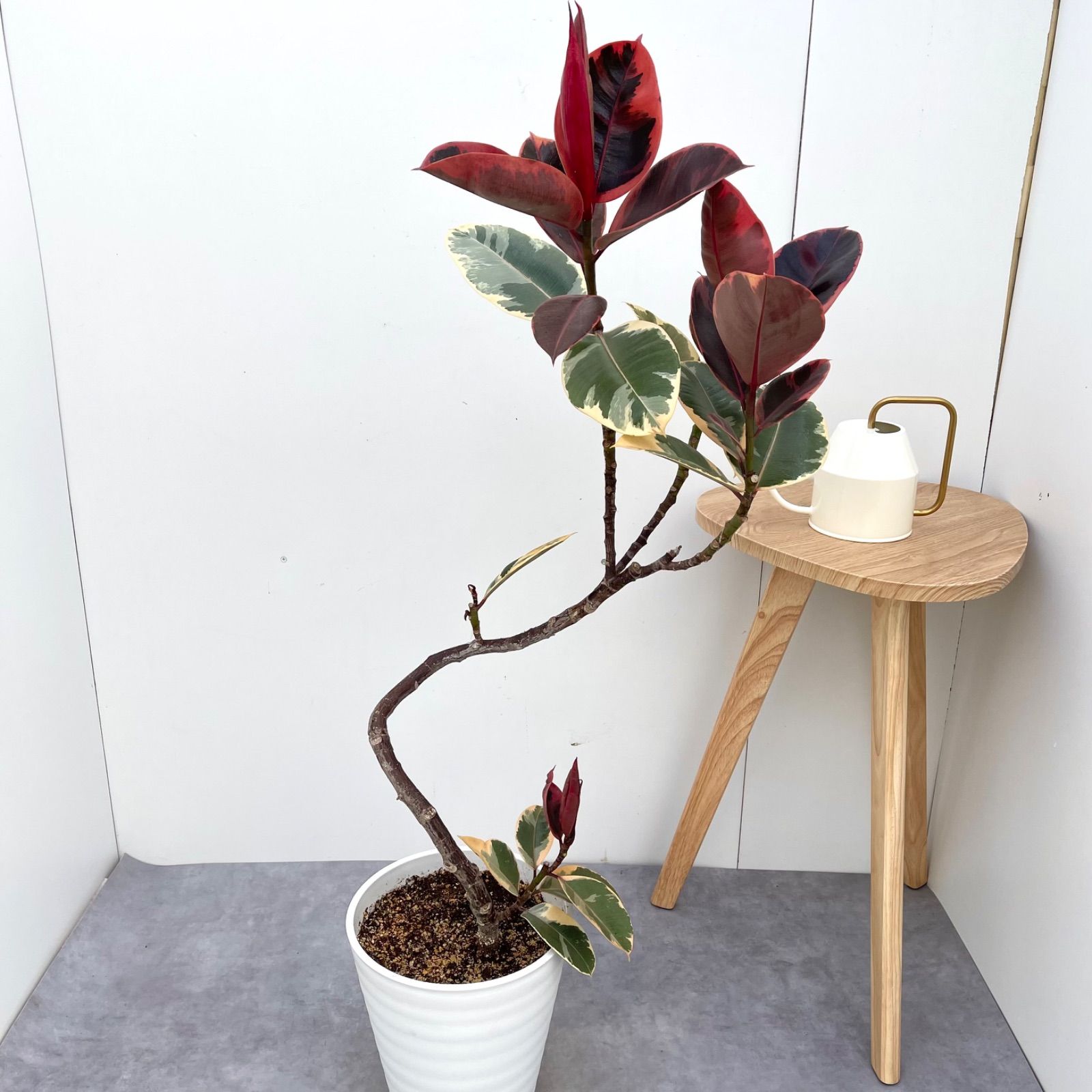 フィカス ルビー 曲がり 7【現品】観葉植物 室内 大型 - メルカリ フィカス ルビー 曲がり 7【現品】観葉植物 室内 大型 - メルカリ