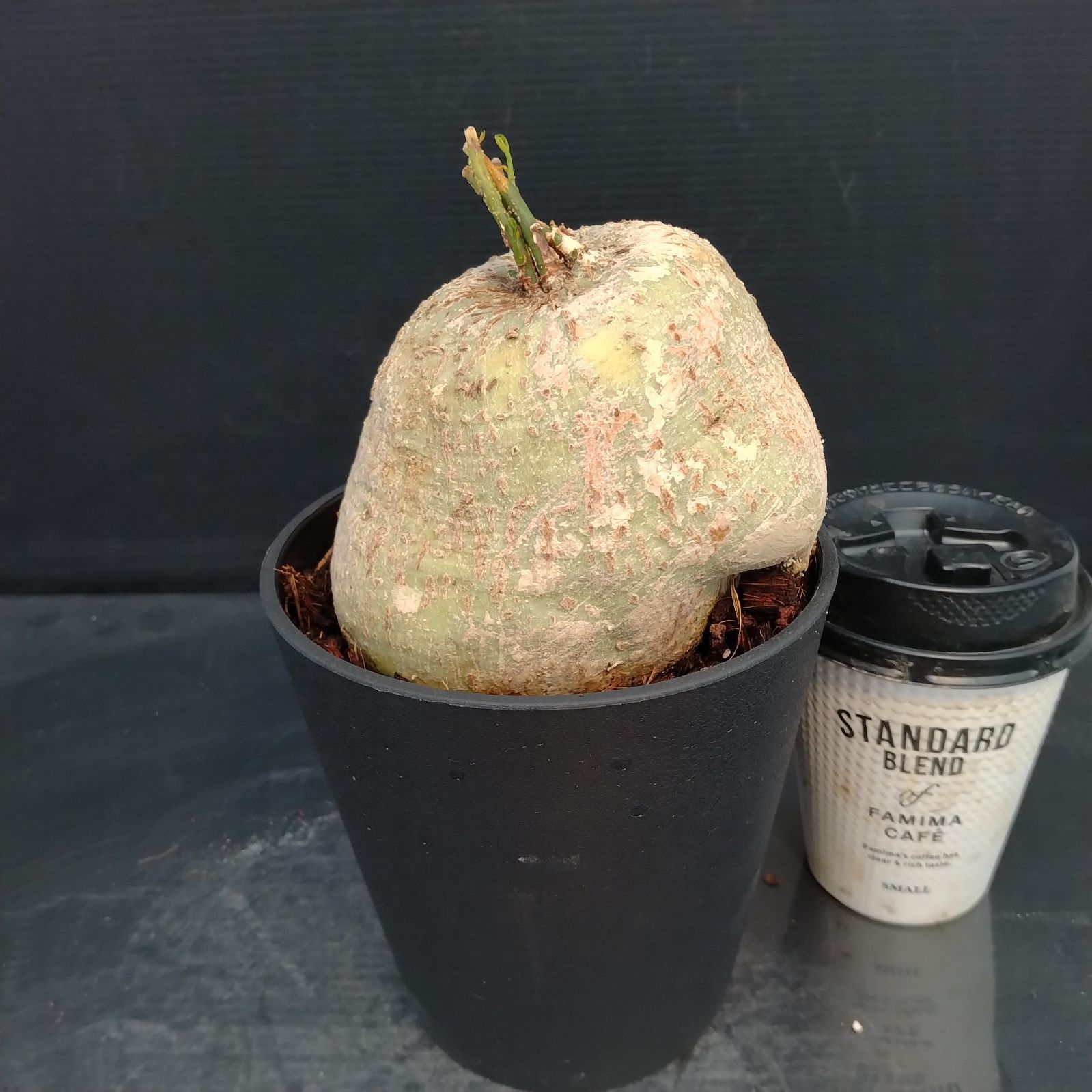 X215【新入荷！】アデニア キルキー（発根未確認・鉢植え