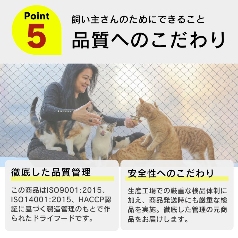 保護猫 子猫