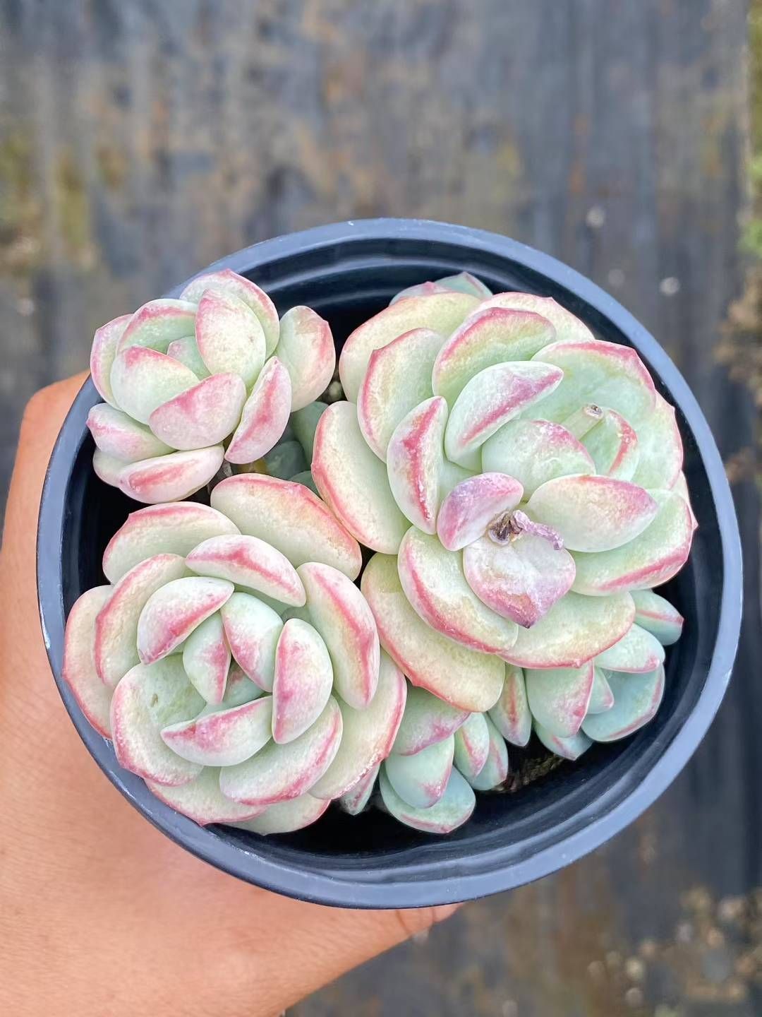男*屋様 抜き苗 白月影 DP527×40鉢 多肉植物 エケベリア 多肉植物 苗 エケベリア ベバリー 2.5号鉢 : PortobelloMarket