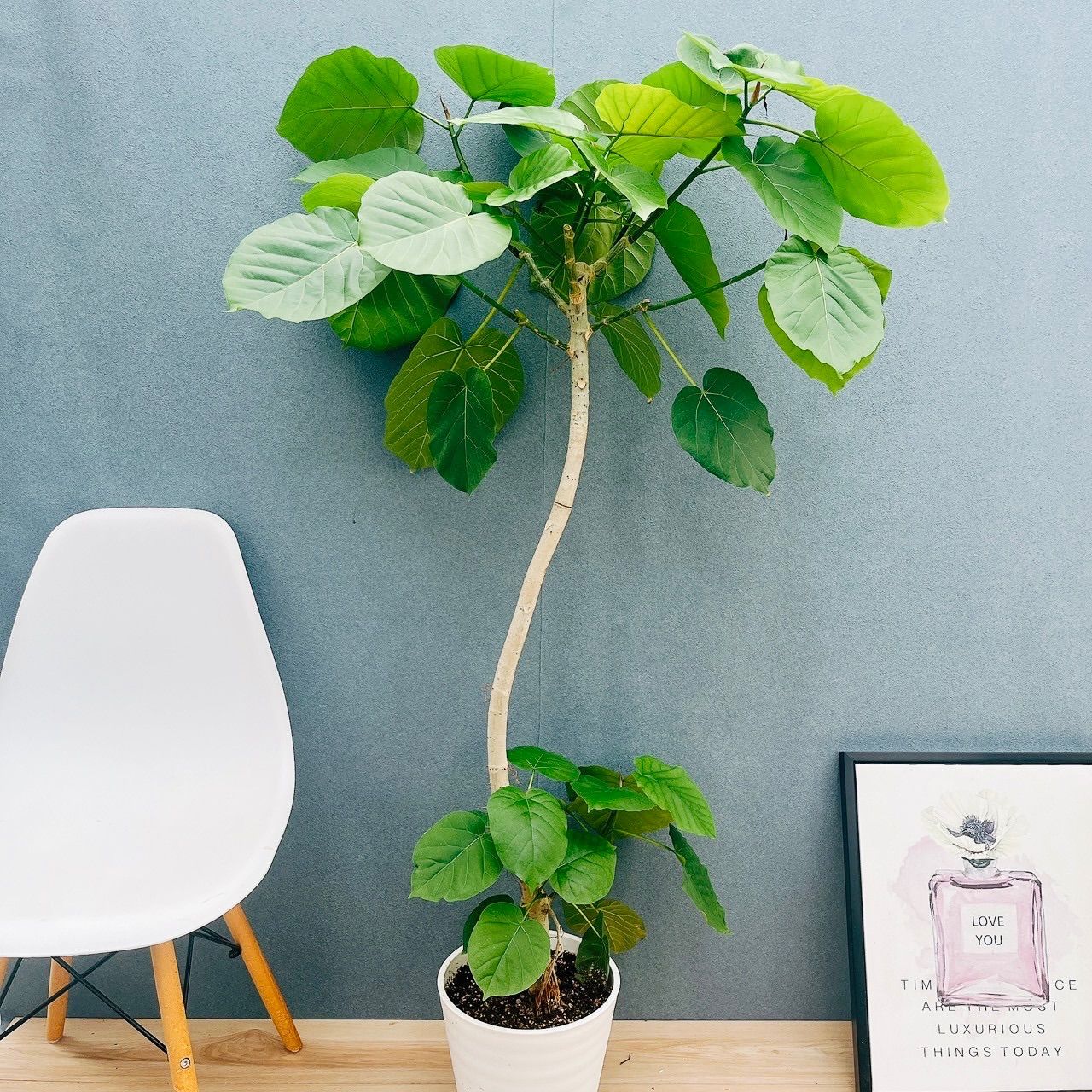 現品 18番 フィカス ウンベラータ 曲がり 8号 観葉植物 室内 大型 ゴムの木 人気 かわいい 上品