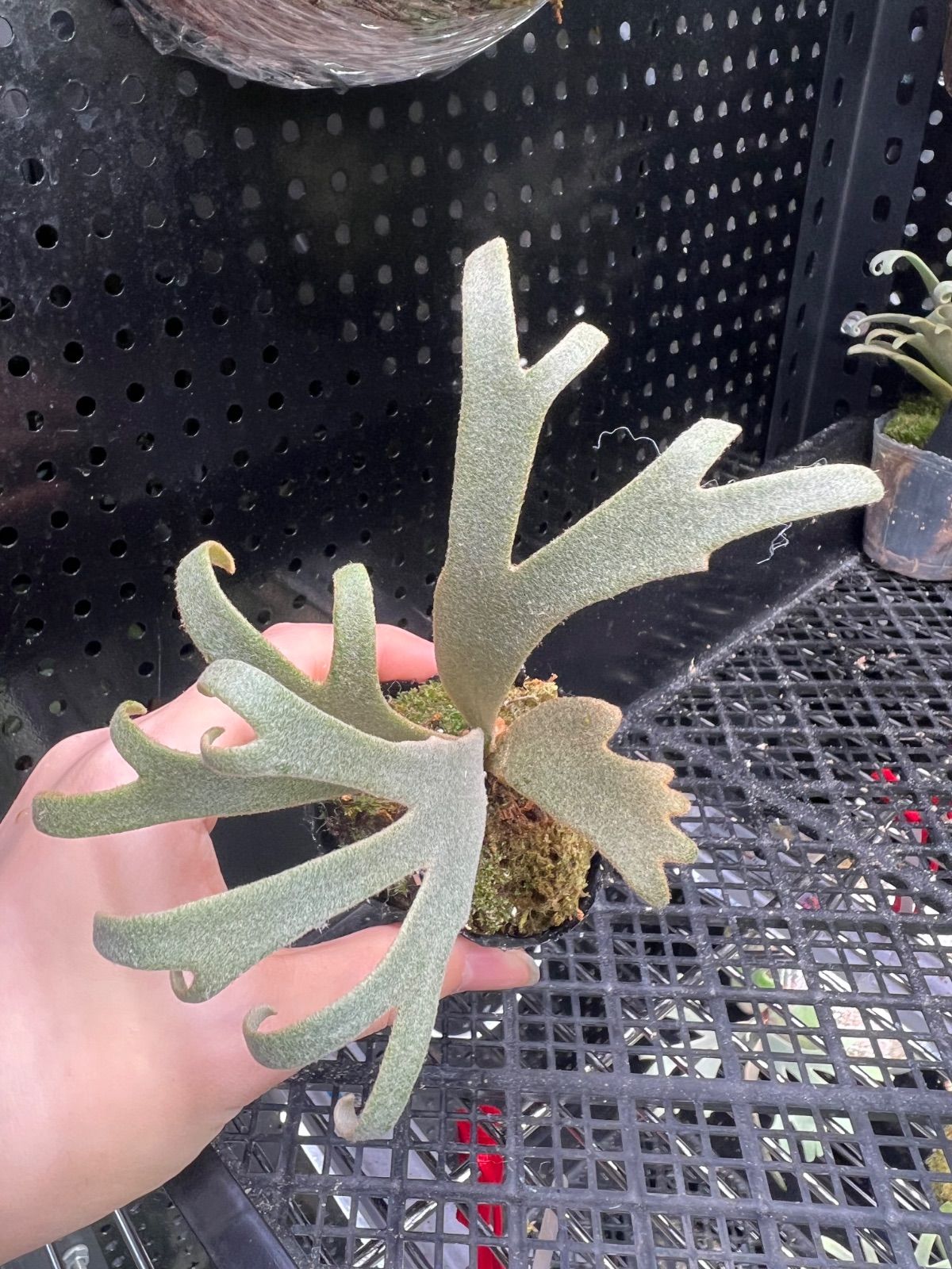 169【平凡之鹿】ビカクシダ ドワーフ 'Jenny' TC ジェニー 169【平凡之鹿】ビカクシダ ドワーフ 'Jenny' TC ジェニー