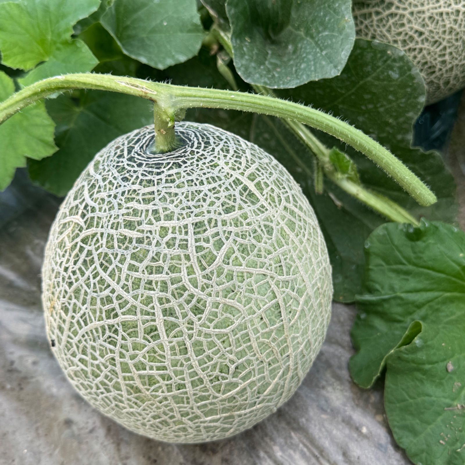 メロンP様☆専用☆ メロン様専用 しおぴ～ さま 専用 メロン - メルカリ