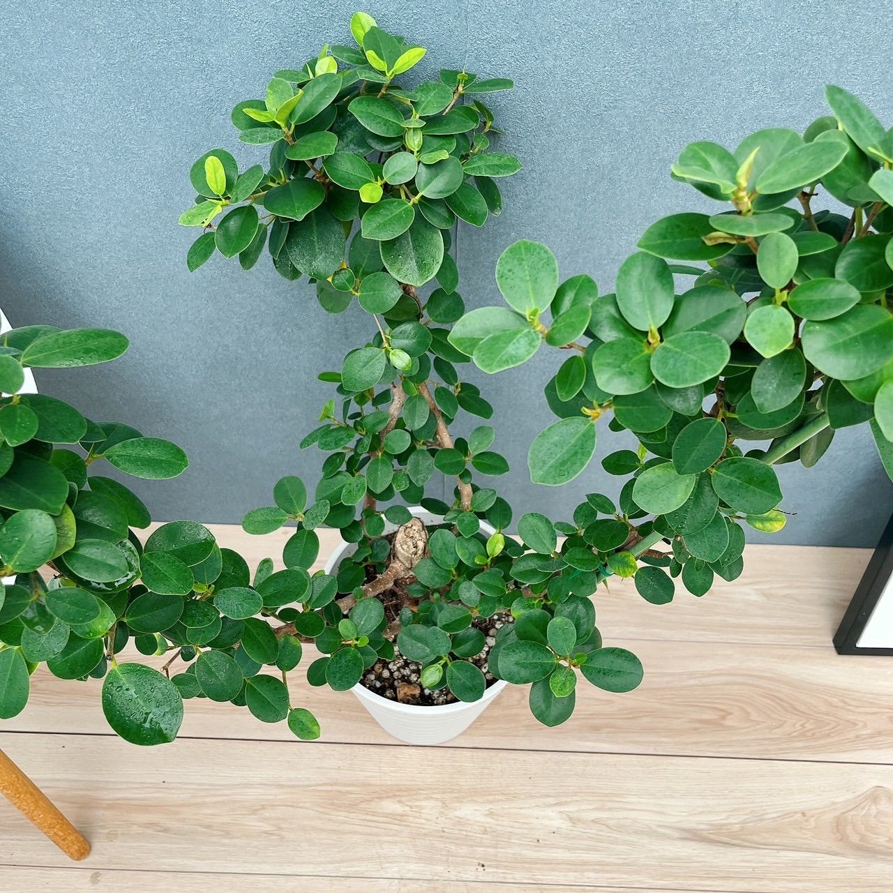 現品］【希少】A2 パンダガジュマル 8号 観葉植物 室内 レア ゴムの木