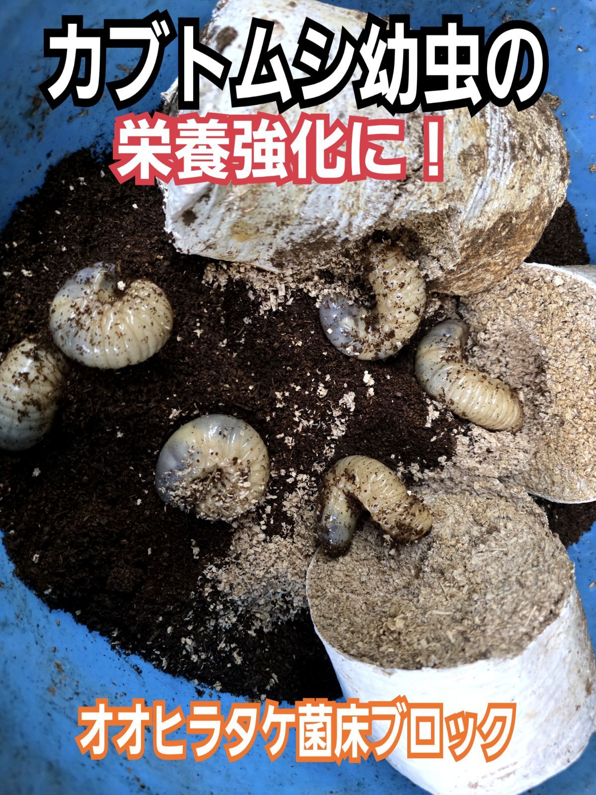 20ブロック】オオヒラタケ菌床 カブトムシ幼虫の栄養強化に！クワガタ