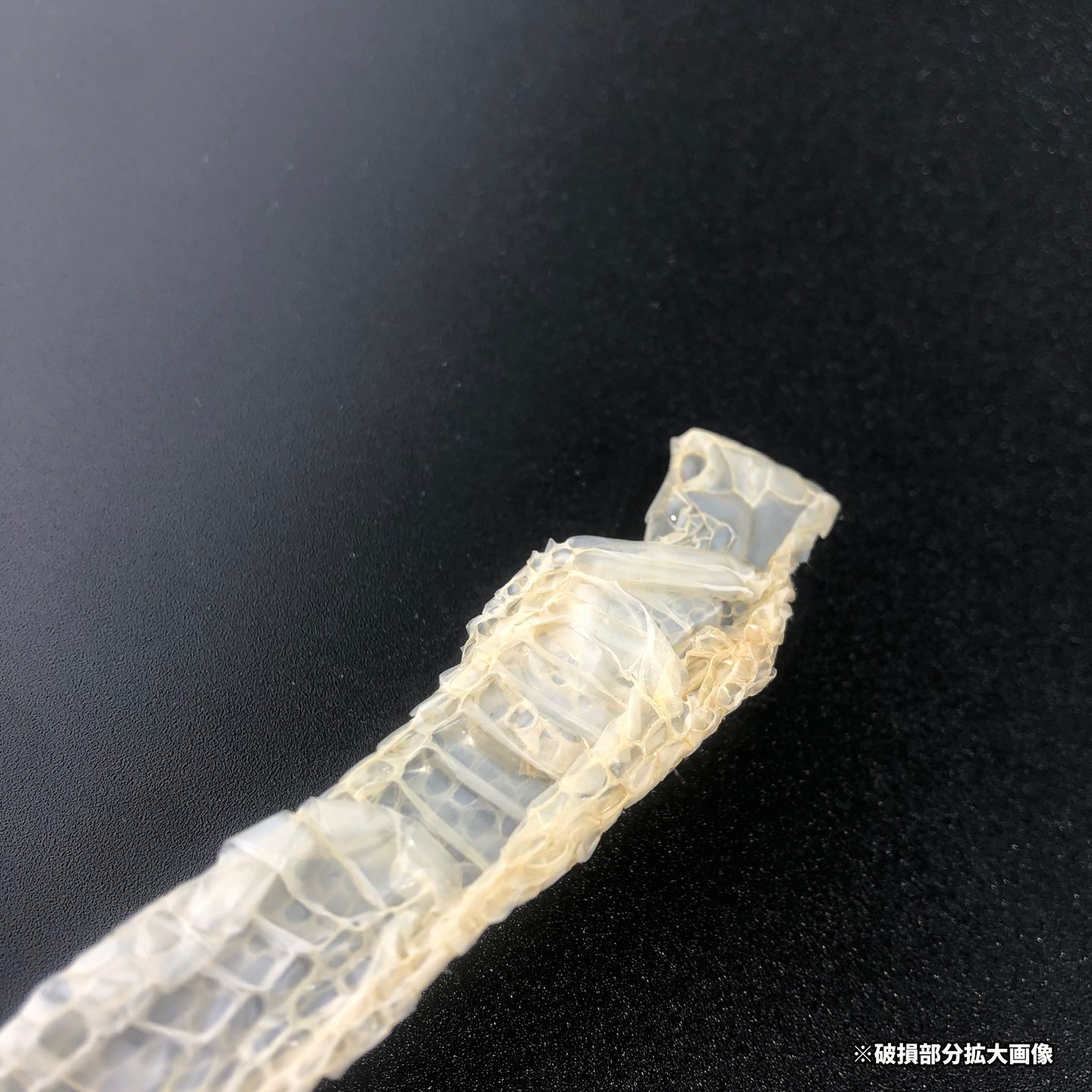 ☆訳アリ品☆赤目・白蛇抜け殻 3匹分セット 縁起物T-5 - メルカリ