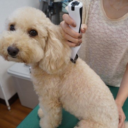 犬 猫