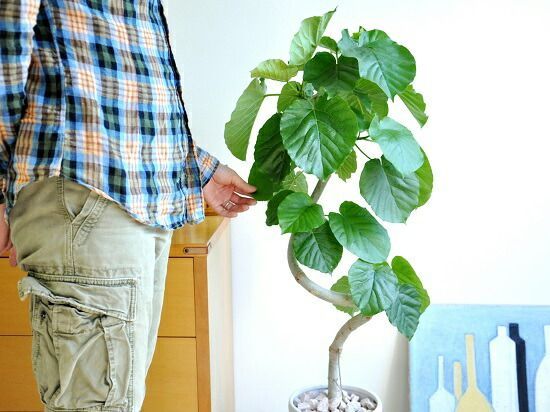 フィカス　ウンベラータ　曲がり仕立て　陶器鉢　植え込み発送 ウンベラータ（3Dカーブ曲がり） 白色 スリム陶器鉢 【ピンク石・受皿