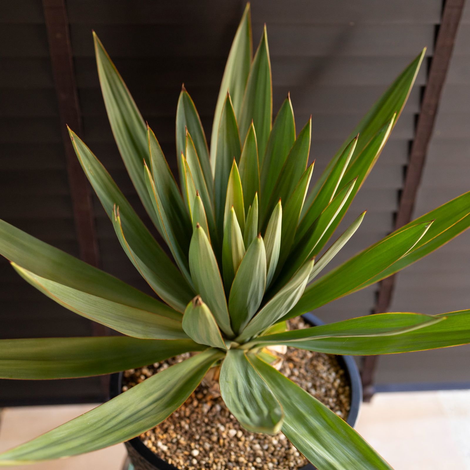 ユッカ グロリオサ Yucca Gloriosa 幹立ち 10号樹脂鉢