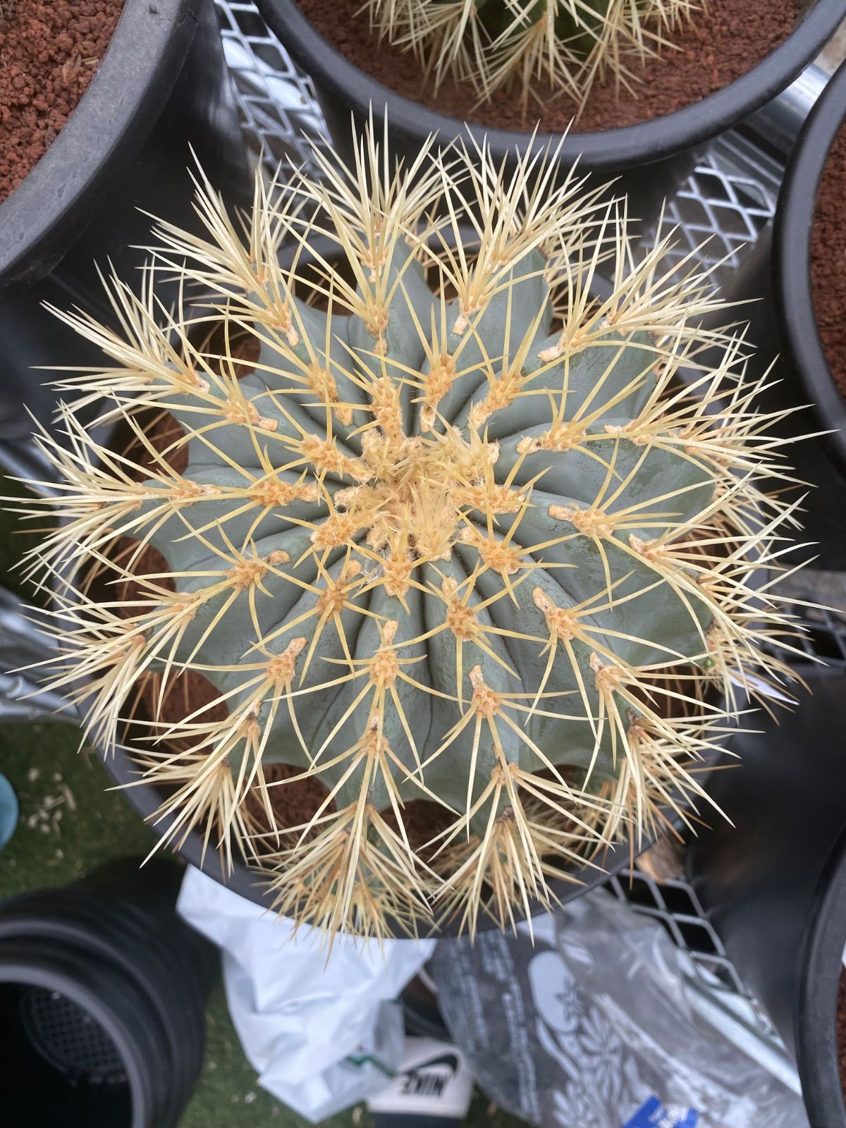 フェロカクタス 王冠竜 8号 厳選品 13