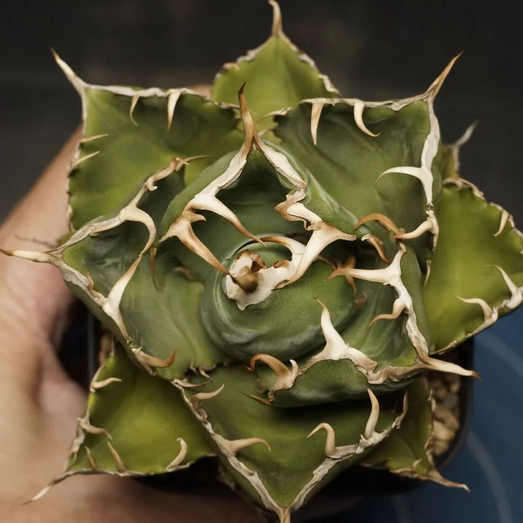 titanota