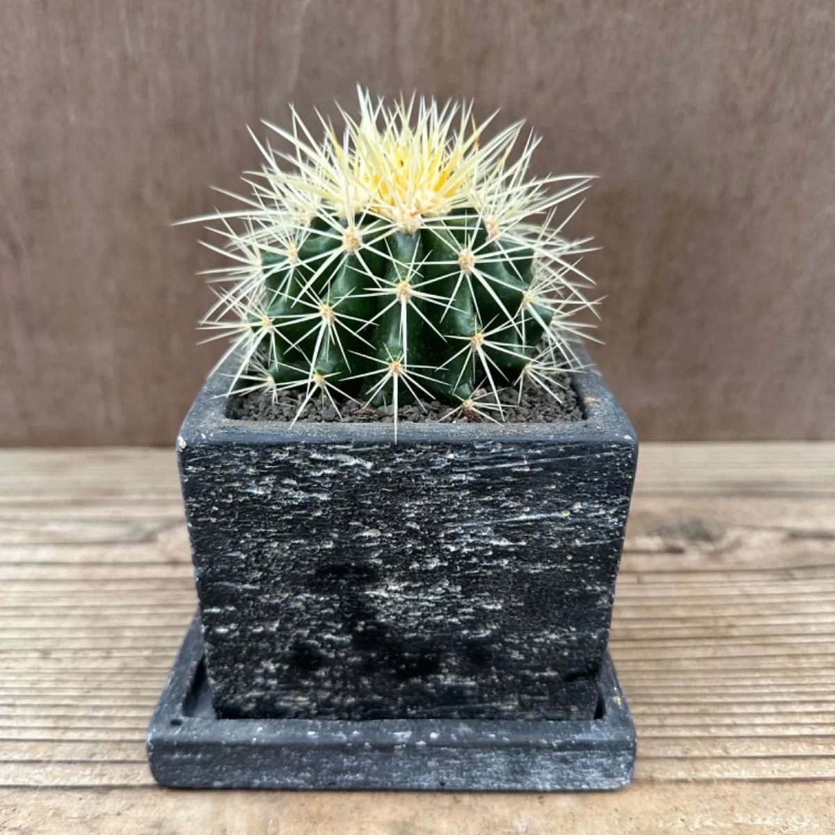 エキノカクタス　グルソニー　キンシャチ　金鯱 エキノカクタス グルソニー（金鯱）｜Echinocactus grusonii