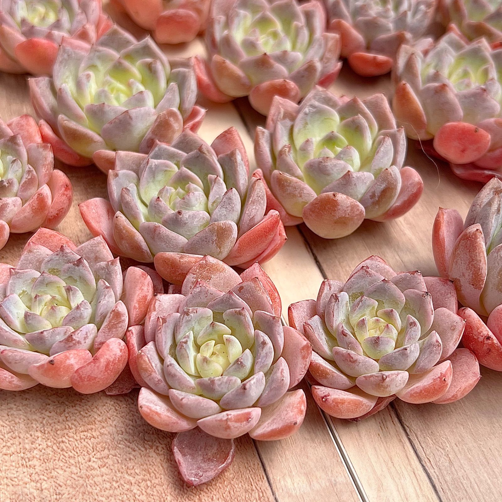 多肉植物 エリークイーン 韓国苗 - メルカリ